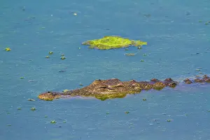 Gonarezhou: Nile crocodile in Kruger National park, South Africa