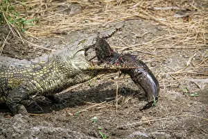 Nile: Nile crocodile in Kruger National park, South Africa