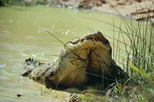 Crocodilus: Nile Crocodile - males challenge for dominance
