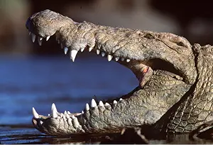 Nile: NILE CROCODILE - MOUTH OPEN