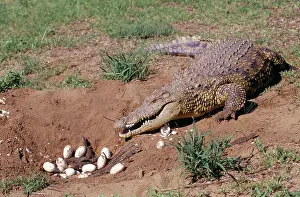 Emerging: Nile crocodile at nest with eggs and young