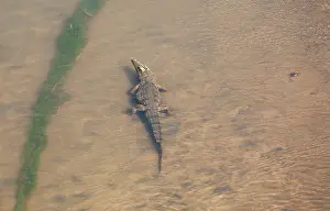 Photographed: Nile Crocodile - in the Olifants River - photographed