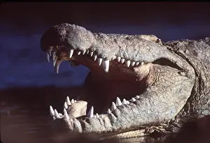 Nile: NILE CROCODILE - with open mouth