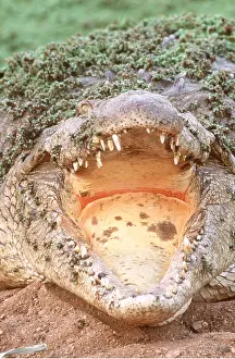 Nile: NILE CROCODILE - open mouth, head on