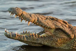 Commom: Nile Crocodile - by opening their mouth crocodiles
