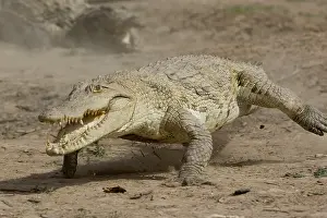 Reports: Nile crocodile pursuing a chicken Bazoule Burkina Faso