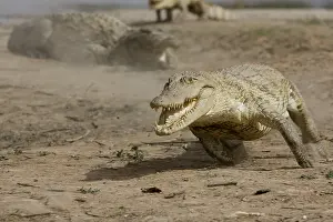 Reports: Nile crocodile pursuing a chicken Bazoule Burkina Faso