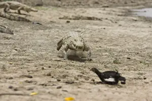 Reports: Nile crocodile pursuing a chicken Bazoule Burkina Faso