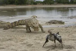 Reports: Nile crocodile pursuing a chicken Bazoule Burkina Faso
