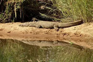 Nile Crocodile reflection on sandbank by river