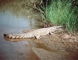 Nile: NILE CROCODILE - on riverbank