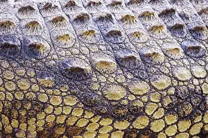Croc: Nile Crocodile Skin