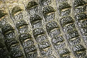Bumpy: Nile Crocodile skin (Crocodylus niloticus)