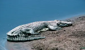 Sandbank: Nile Crocodile sunning on sandbank South Luangwa