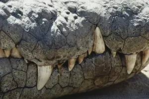 Croc: Nile Crocodile Teeth