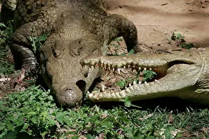 Crocodilus: Nile Crocodile - two, showing aggression, fighting