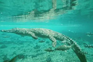 Nile Crocodile - underwater