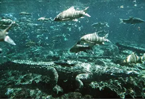 Nile: NILE CROCODILE, UNDERWATER