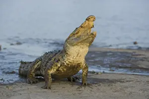 Reports: Nile Crocodile waiting for a chicken Bazoule Burkina Faso