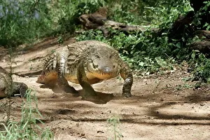 Crocodilus: Nile Crocodile - walking