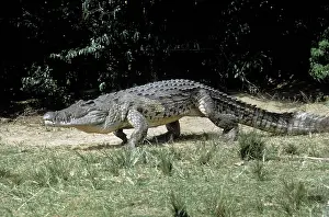 Sandbank: Nile Crocodile - walking on sandbank