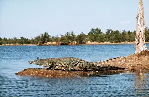 Nile: Nile Crocodile - walking on waters edge