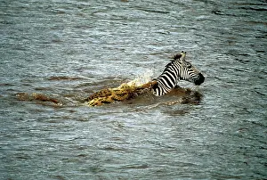 Attempting: Nile Crocodile - In water attempting to catch Zebra prey