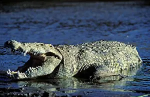 Armour: Nile Crocodile - In water with mouth open