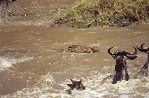 Croc: Nile Crocodile and Wildebeest