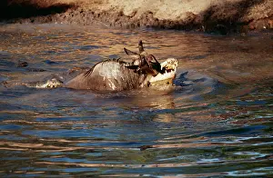 Alyssa Giustozzi: Nile Crocodile - With Wildebeest catch