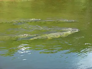 Ugandan: Nile Crocodiles