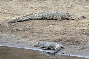 Croc: Nile Crocodiles