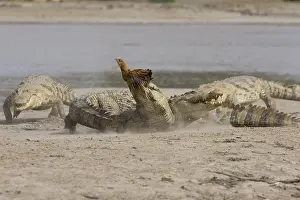 Competitions: Nile Crocodiles fighting for a chicken Bazoule Burkina Faso