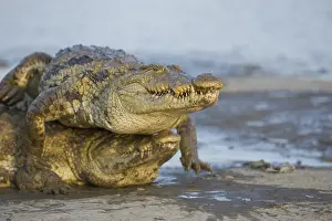 Competitions: Nile Crocodiles fighting for a chicken Bazoule Burkina Faso