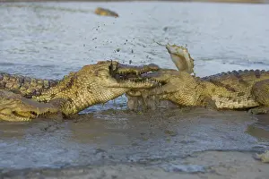 Competitions: Nile Crocodiles fighting for a chicken Bazoule Burkina Faso