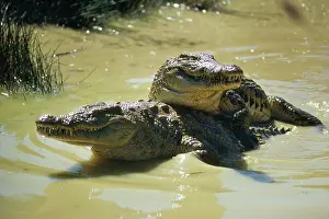 Crocodilus: NILE CROCODILES - pair in courtship