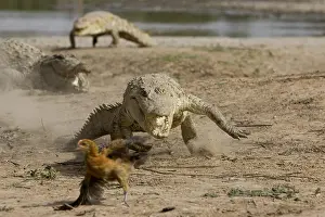 Reports: Nile crocodiles pursuing a chicken Bazoule Burkina Faso