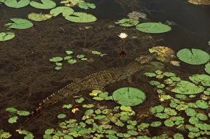 Nile: NILE CROCODLIE