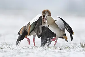 Heavy: Nile goose, Nile geese (Alopochen aegyptiacus) in winter