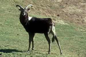Lechwes: Nile LECHWE - Adult male