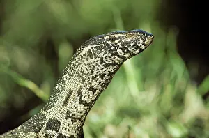 Monitors: Nile Monitor
