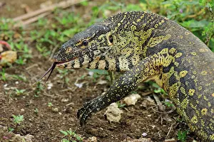 Tasting: Nile Monitor