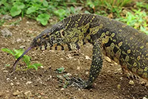 Tasting: Nile Monitor