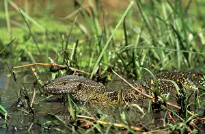 Monitors: Nile Monitor Lizard