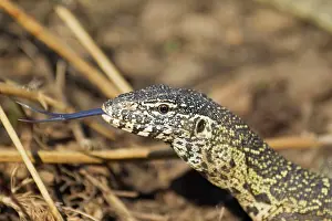 Properties: Nile Monitor - showing its forked tongue which