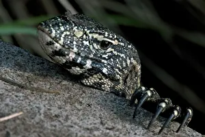 Leguaan: Nile Monitor / Water Leguaan / River Leguaan