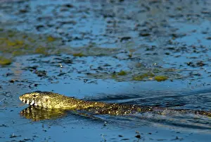 Monitors: Nile Monitor / Water Monitor / Leguaan swimming