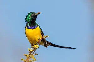 Oman: Nile Valley Sunbird, Anthodiaeta metallica, Anthreptes