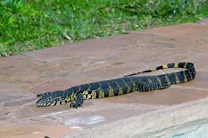 Monitors: Nile / Water Monitor / Leguaan basking beside swimming pool