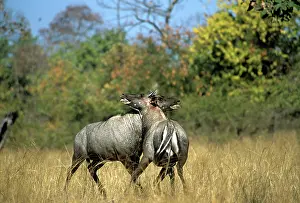 Nilgai: NILGAI - 2X males, rutting fight